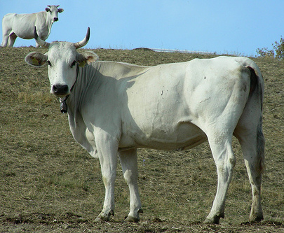 La chianina, bistecche ma non solo