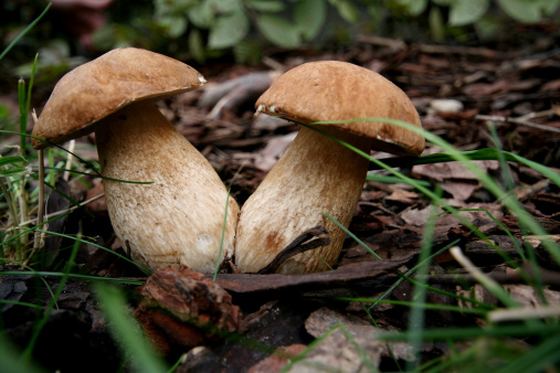 XXVIII sagra funghi porcini Bema 9 settembre 2012 