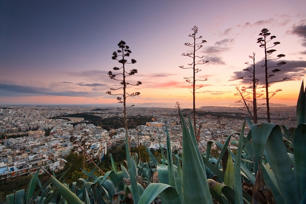 agave in fiore