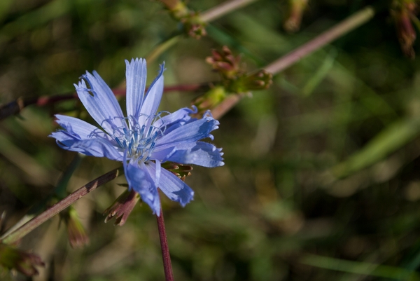 cicoria selvatica come riconoscerla erba velenosa