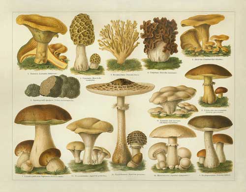come riconoscere i funghi primaverili