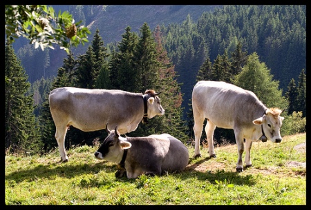 Mostra dei formaggi di malga