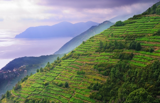 liguria, imperia, vino, ormeasco di pornassio