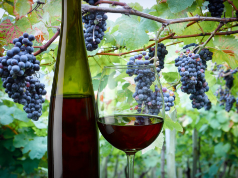 vino novello 2012 vendite anticipate