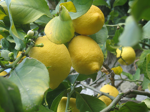 come riciclare limoni usati limoncello