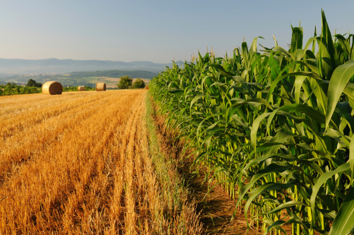 Forum Internazionale Agricoltura Alimentazione 2013