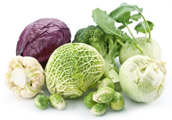 Cavolo (Brassica oleracea)   