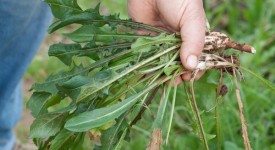 cicoria selvatica come riconoscerla erba velenosa