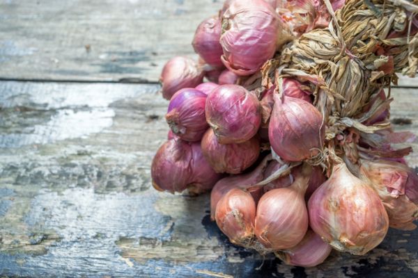 Fiera dello Scalogno IGP di Romagna, a Riolo Terme, dal 21 al 24 Luglio