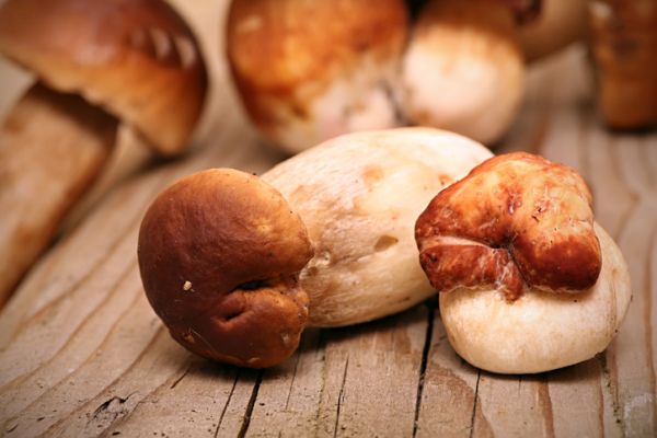 cibi autunnali, sformati funghi , funghi, Come pulire i funghi porcini