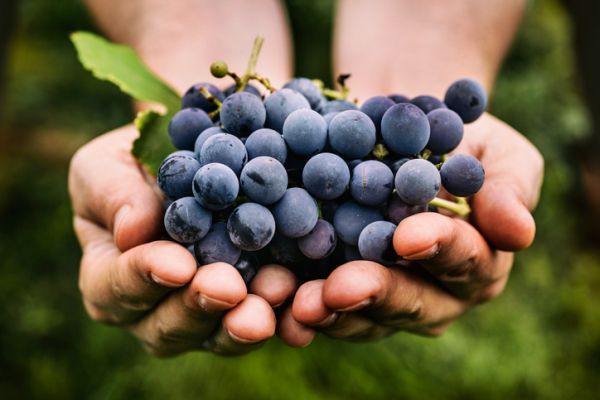 5 ricette con l'uva (FOTO)