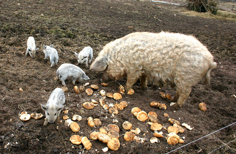 prosciutto Mangalica